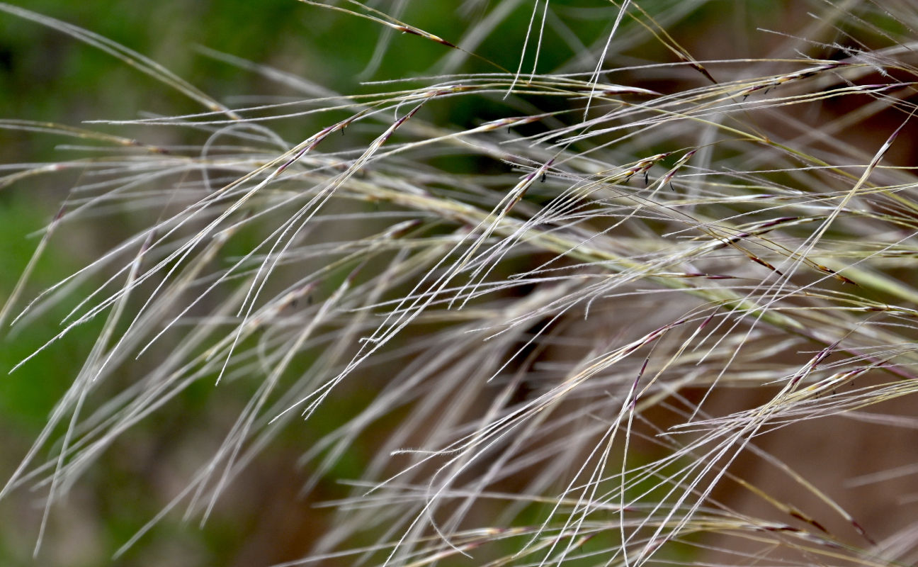 Изображение особи род Stipa.
