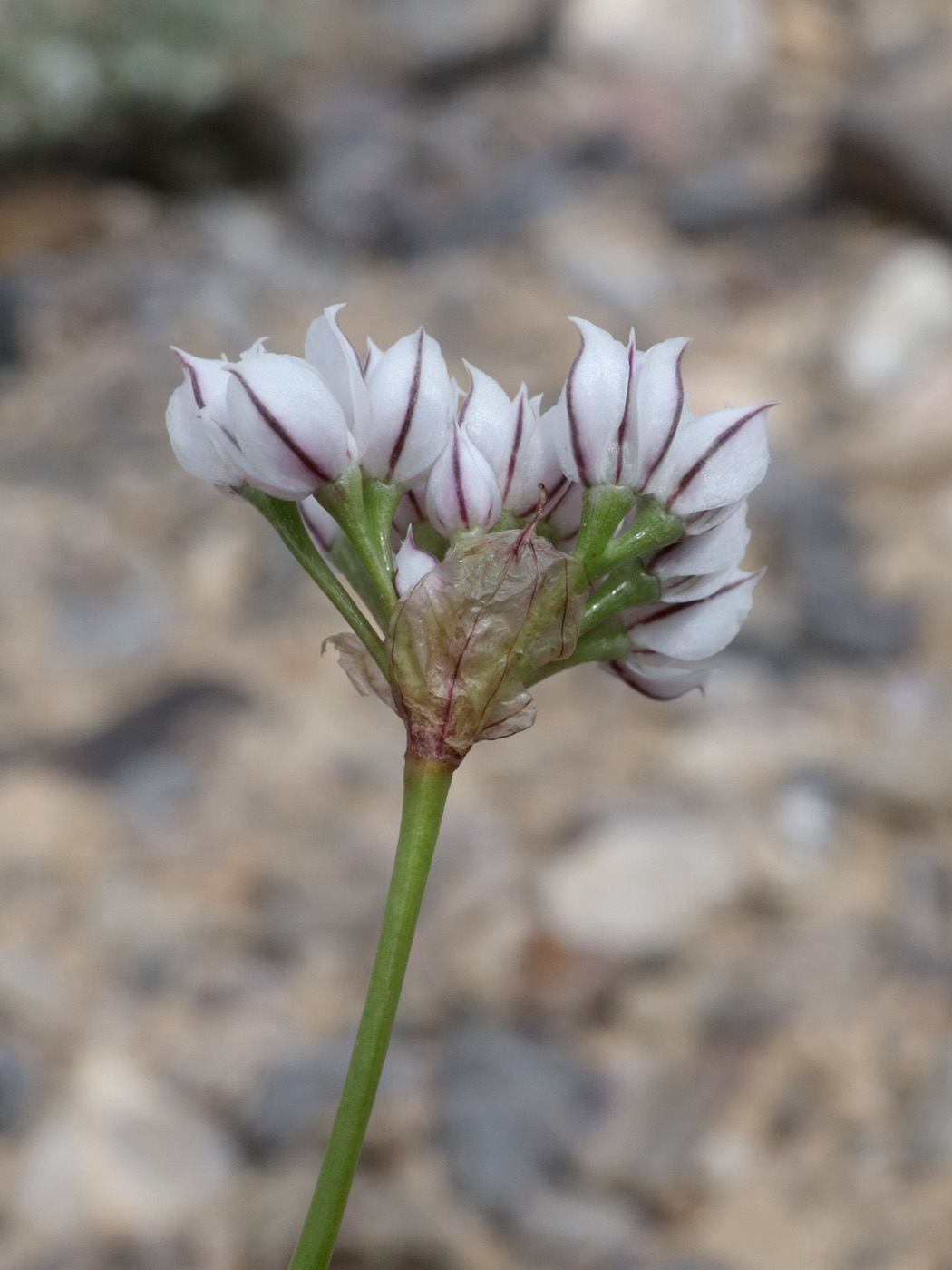Изображение особи Allium oreoprasum.
