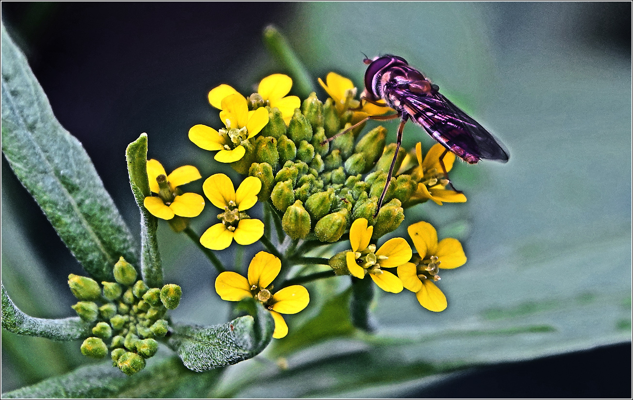 Image of Erysimum cheiranthoides specimen.