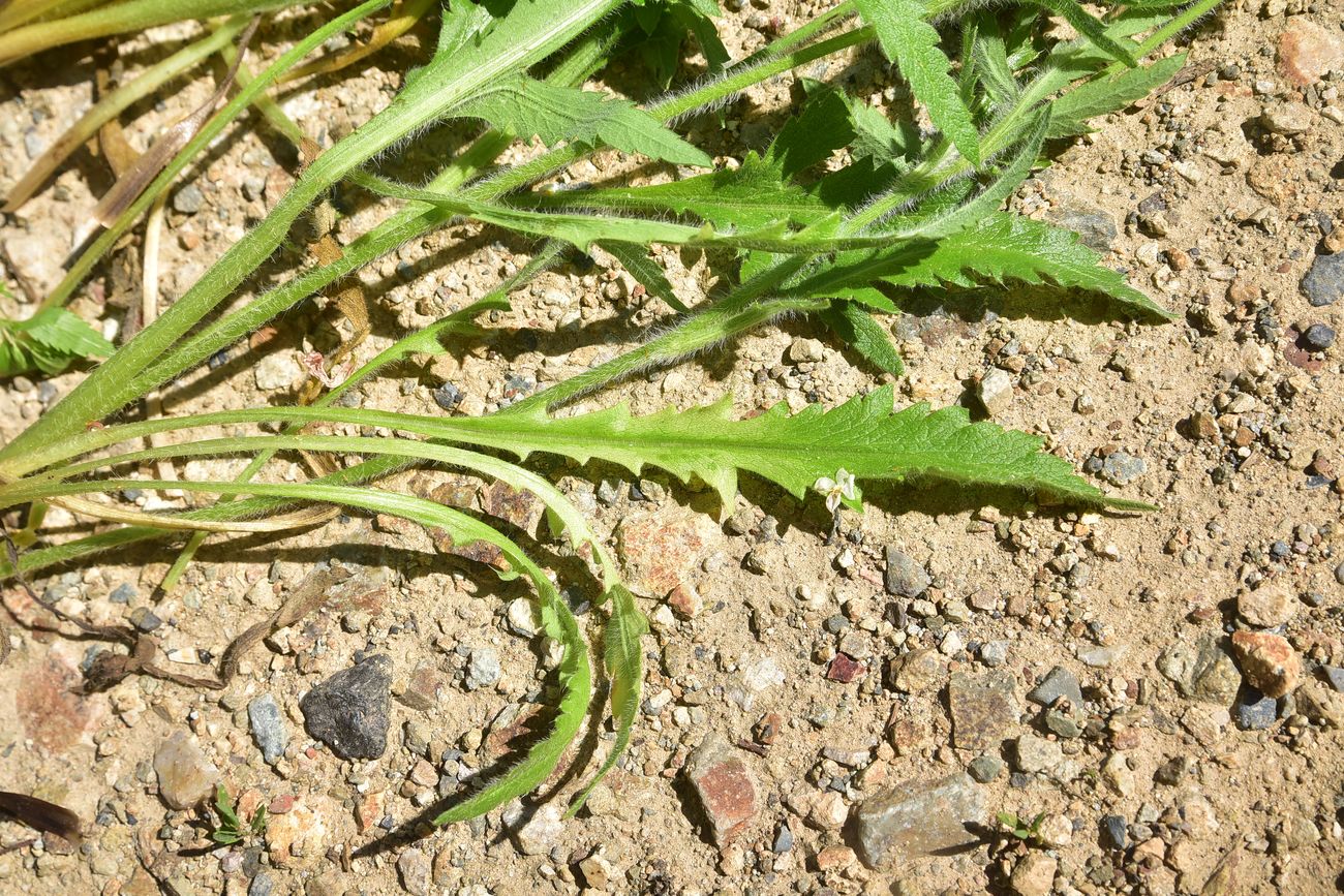 Image of genus Papaver specimen.