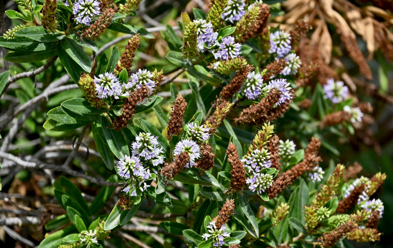 Image of Hebe speciosa specimen.