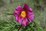 Paeonia hybrida. Цветок. Узбекистан, Ташкентская обл., зап. отроги Чаткальского хр., гора Бол. Чимган. 14.05.2011.