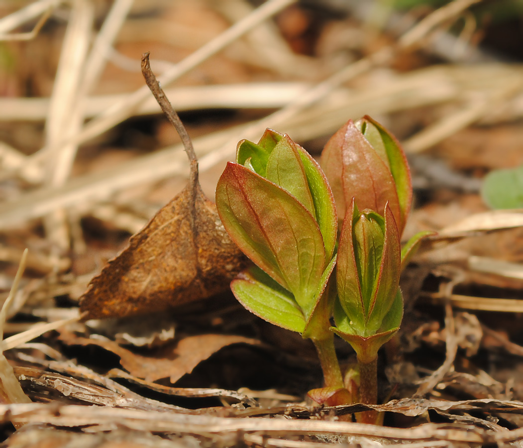 Изображение особи Chamaepericlymenum suecicum.