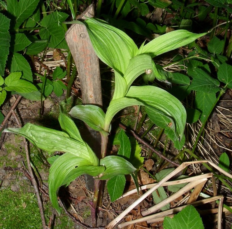 Изображение особи Epipactis helleborine.