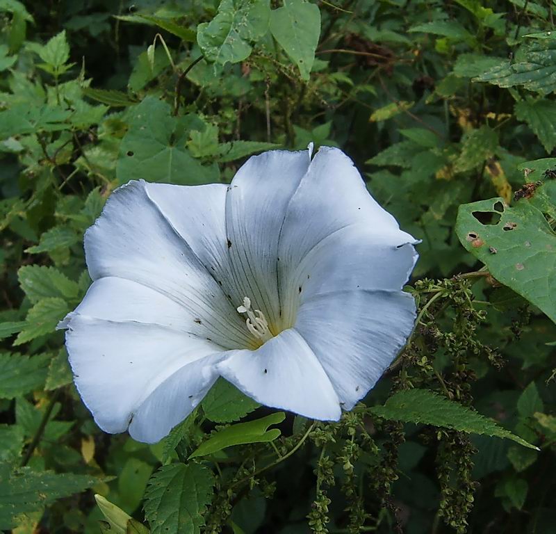 Изображение особи Calystegia sepium.