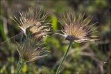 Pulsatilla taurica