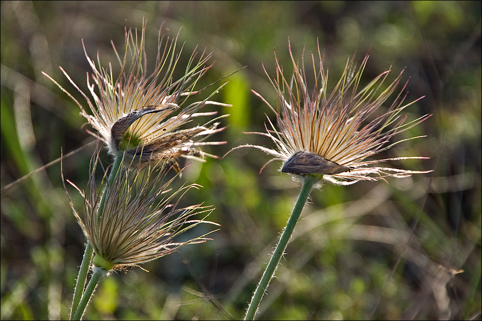 Изображение особи Pulsatilla taurica.