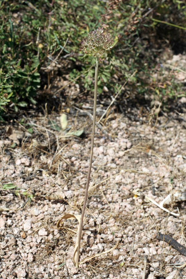 Image of Allium taschkenticum specimen.