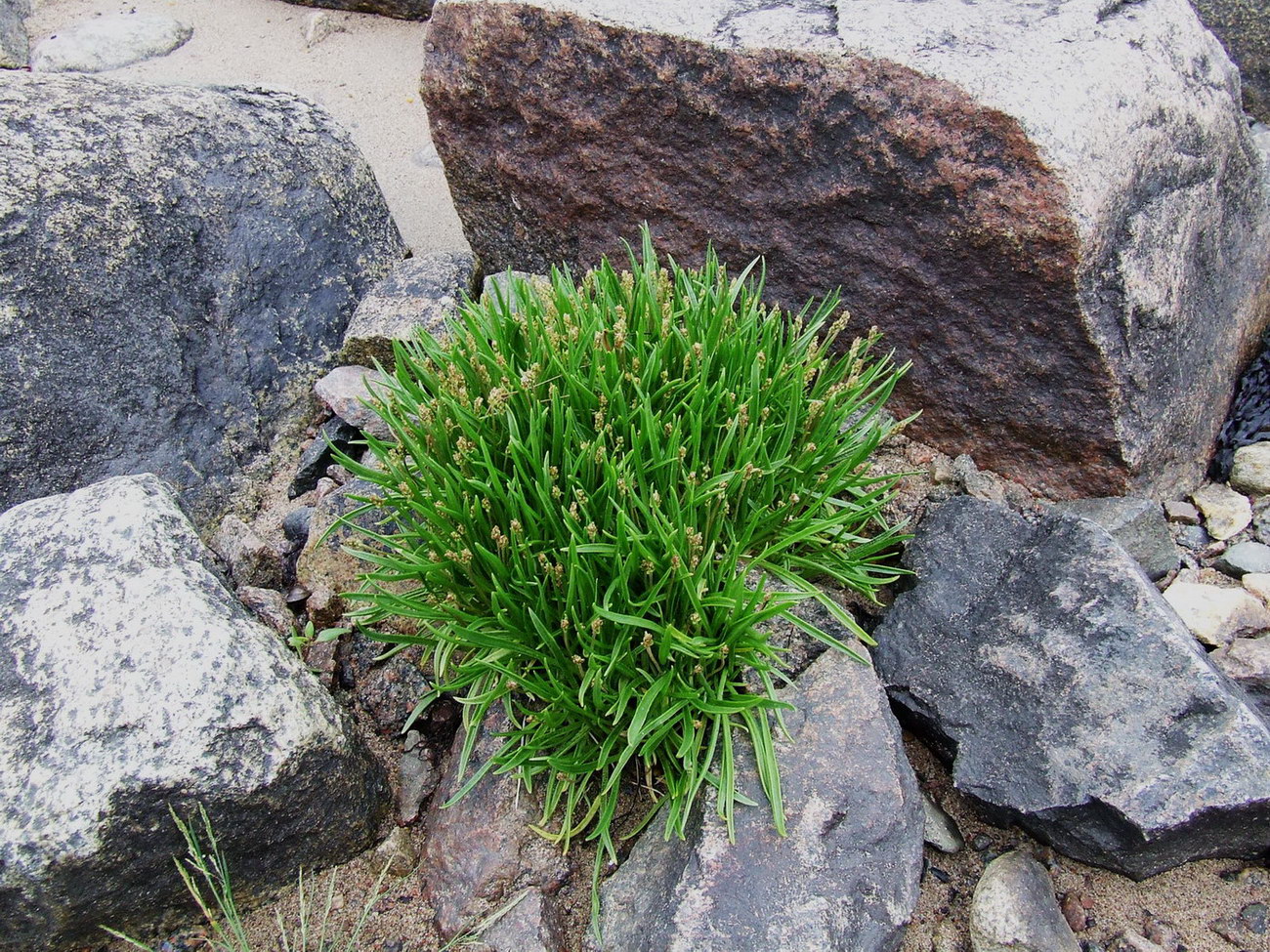 Изображение особи Plantago maritima ssp. subpolaris.