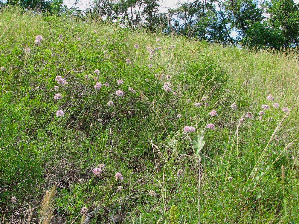 Image of Allium lineare specimen.