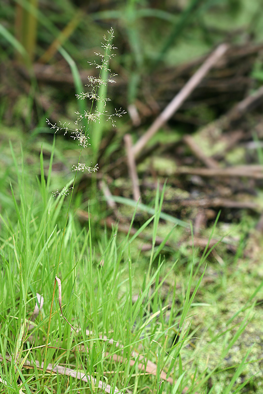 Изображение особи Agrostis stolonifera.