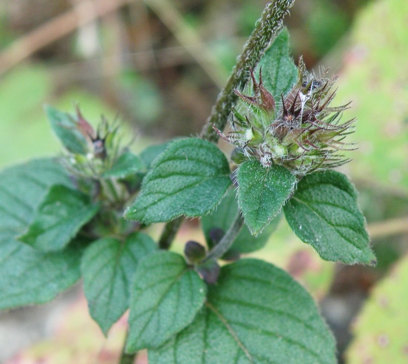 Изображение особи Clinopodium caucasicum.