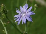 Cichorium intybus. Цасть стебля с соцветием. Московская обл., Раменский р-н. Хрипань, дачный участок. 08.07.2001.