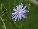 Cichorium intybus