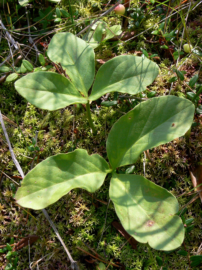 Изображение особи Menyanthes trifoliata.