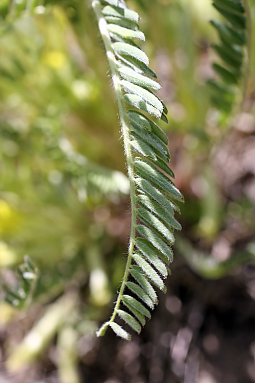 Image of Astragalus andarabicus specimen.