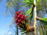 Larix sibirica