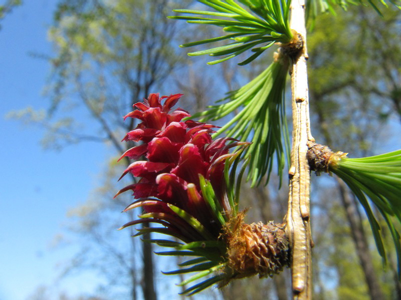 Image of Larix sibirica specimen.