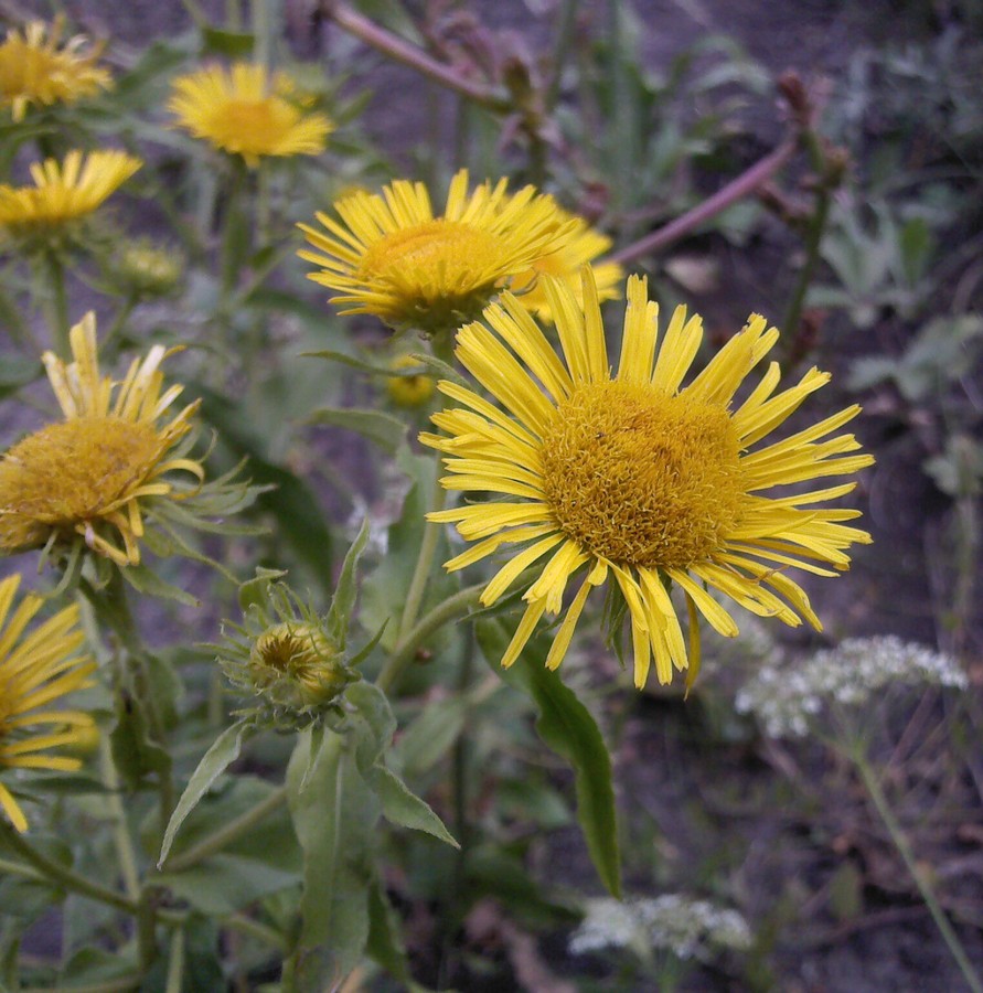 Изображение особи Inula britannica.