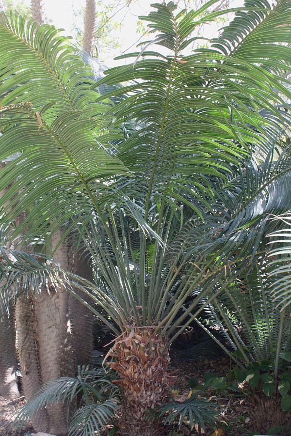 Изображение особи Cycas thouarsii.