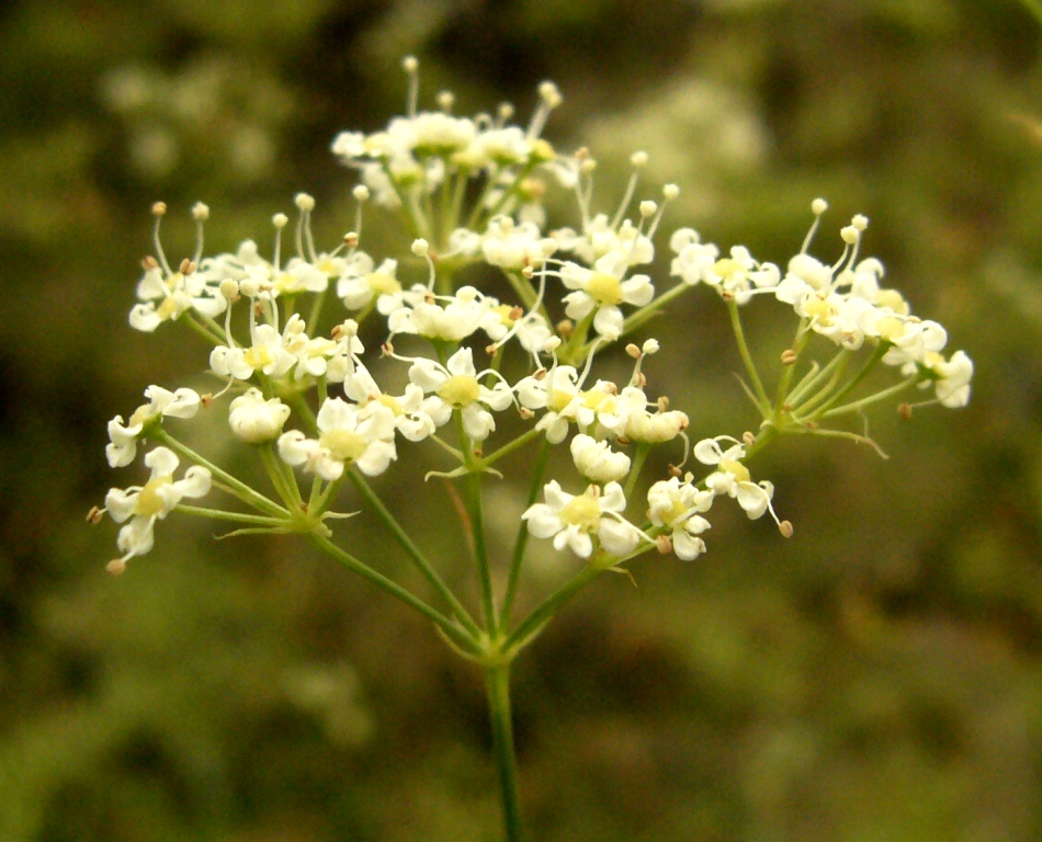 Image of Falcaria vulgaris specimen.