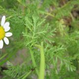 Anthemis dumetorum