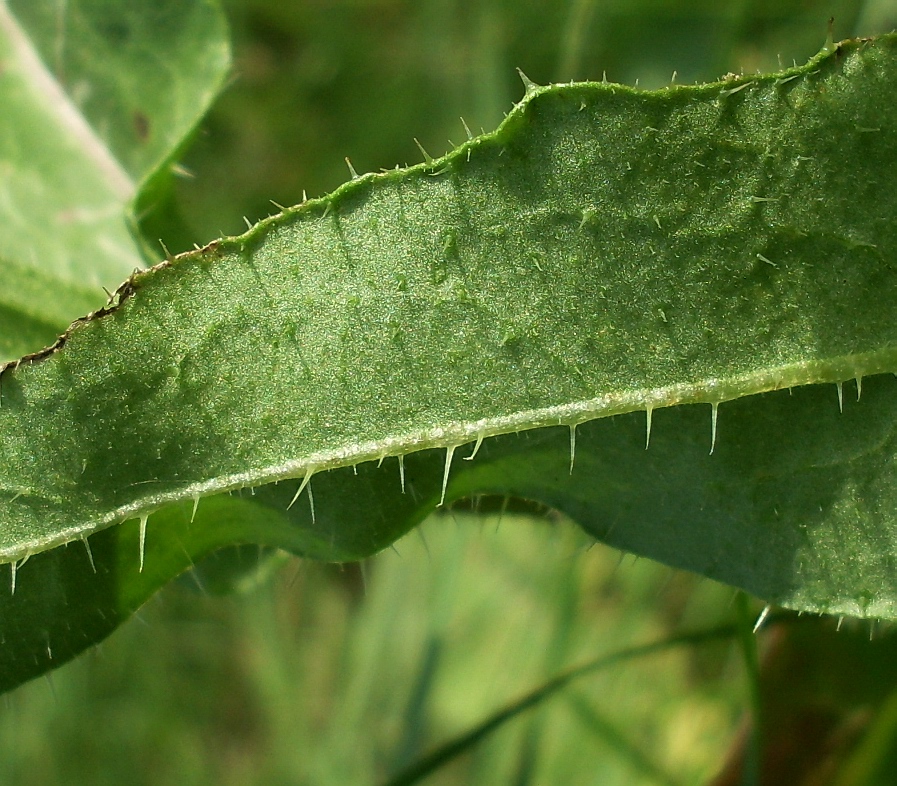 Image of Picris hieracioides specimen.