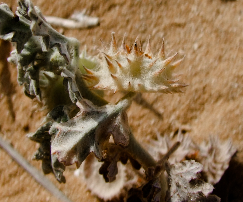 Изображение особи Neurada procumbens.