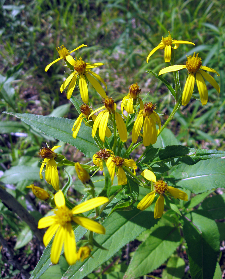 Image of Senecio nemorensis specimen.