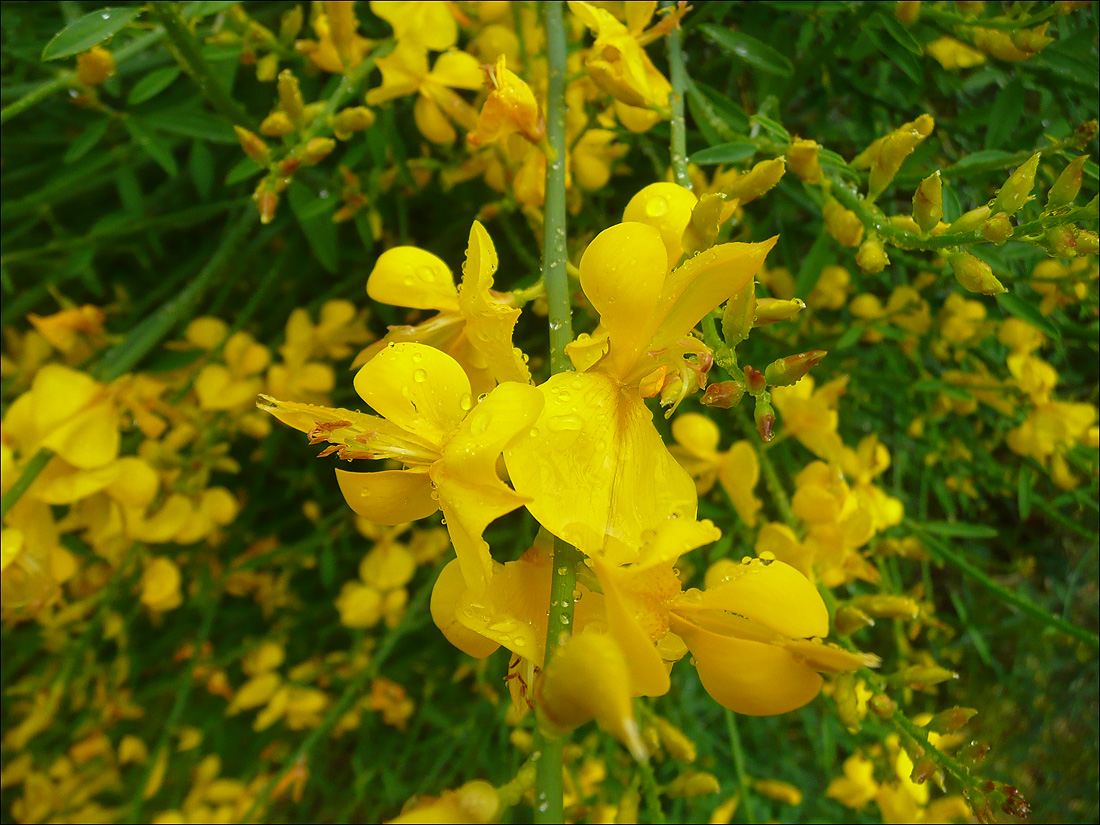 Image of Spartium junceum specimen.