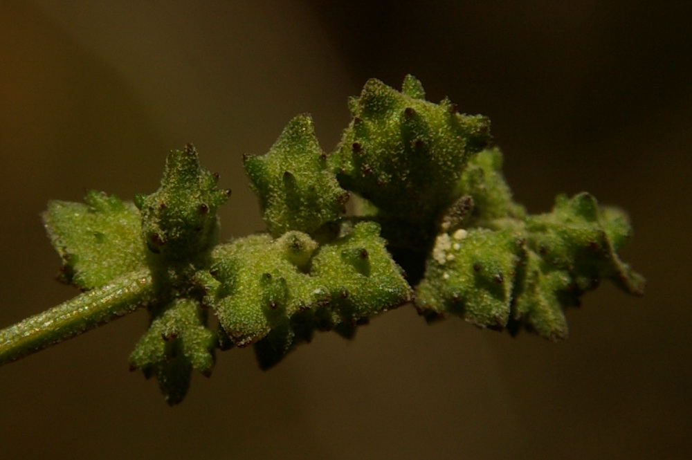 Image of Atriplex patula specimen.