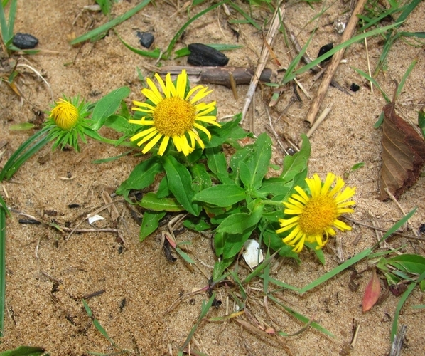 Изображение особи Inula britannica.