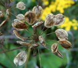 Heracleum sibiricum. Зрелые плоды. Чувашия, окр. г. Шумерля, правый берег р. Сура, Сурский затон. 2 августа 2007 г.