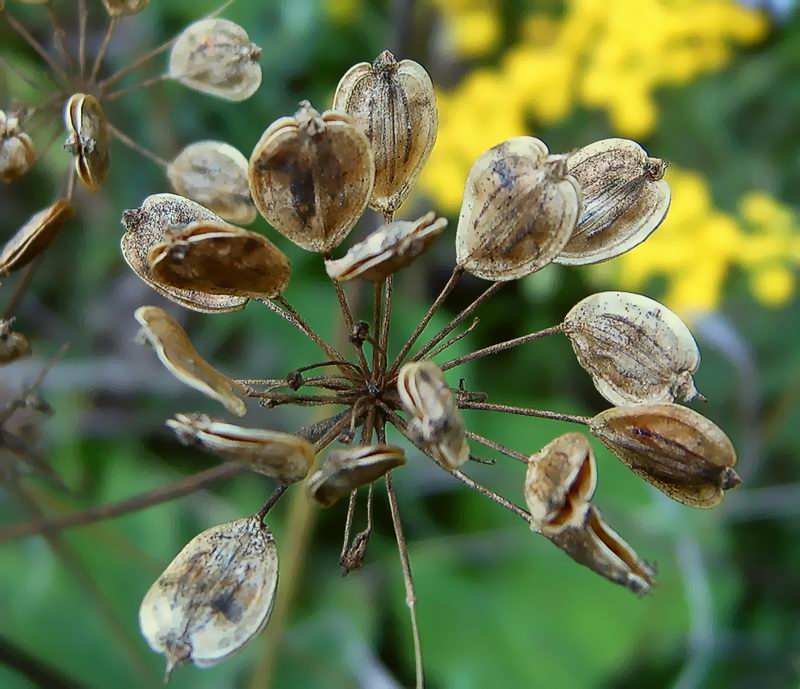 Изображение особи Heracleum sibiricum.