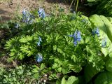 Corydalis turtschaninovii