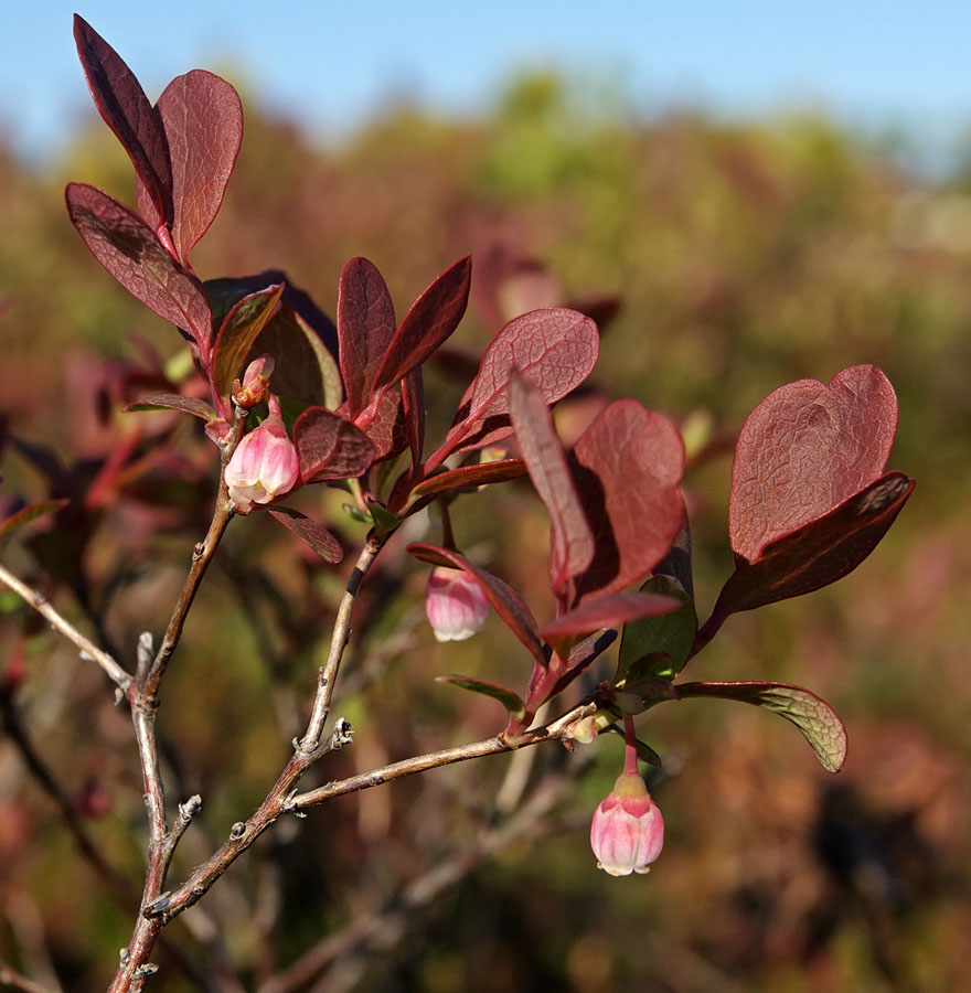 Image of Vaccinium uliginosum specimen.