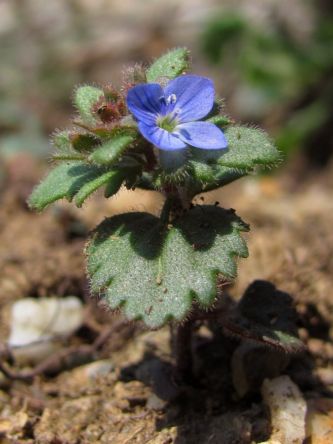 Image of Veronica praecox specimen.