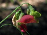 Lathyrus rotundifolius