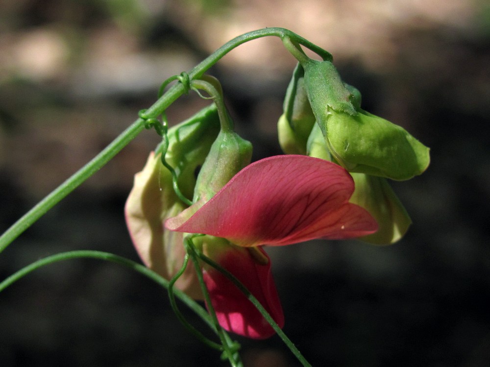 Изображение особи Lathyrus rotundifolius.