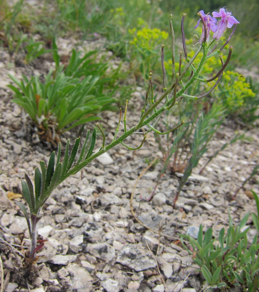 Image of Clausia aprica specimen.
