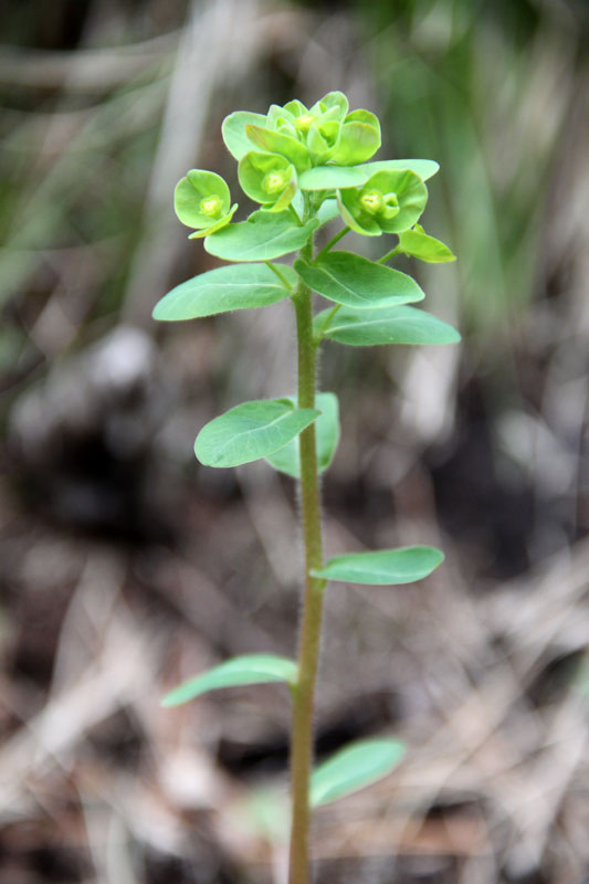 Изображение особи Euphorbia jenisseiensis.