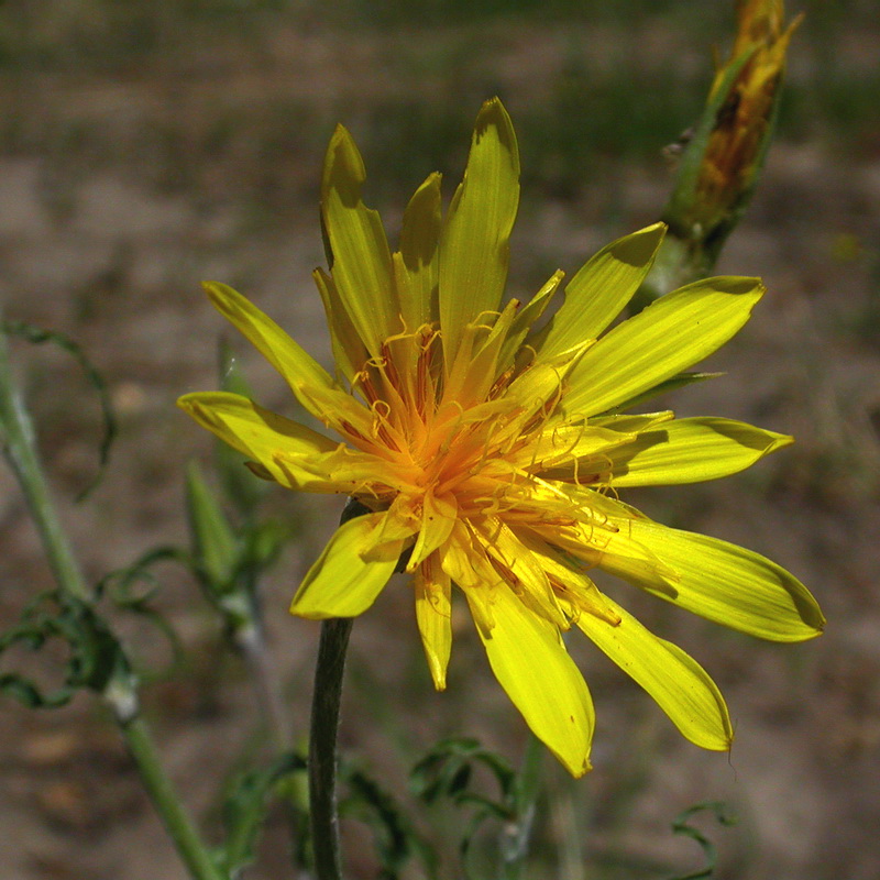 Image of Tragopogon orientalis specimen.