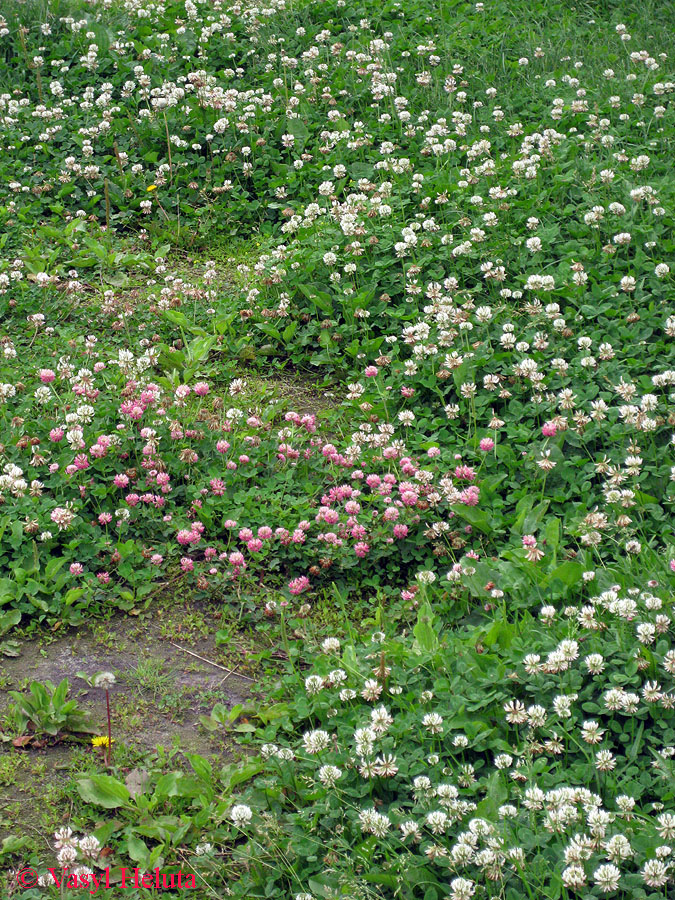 Image of Trifolium hybridum specimen.