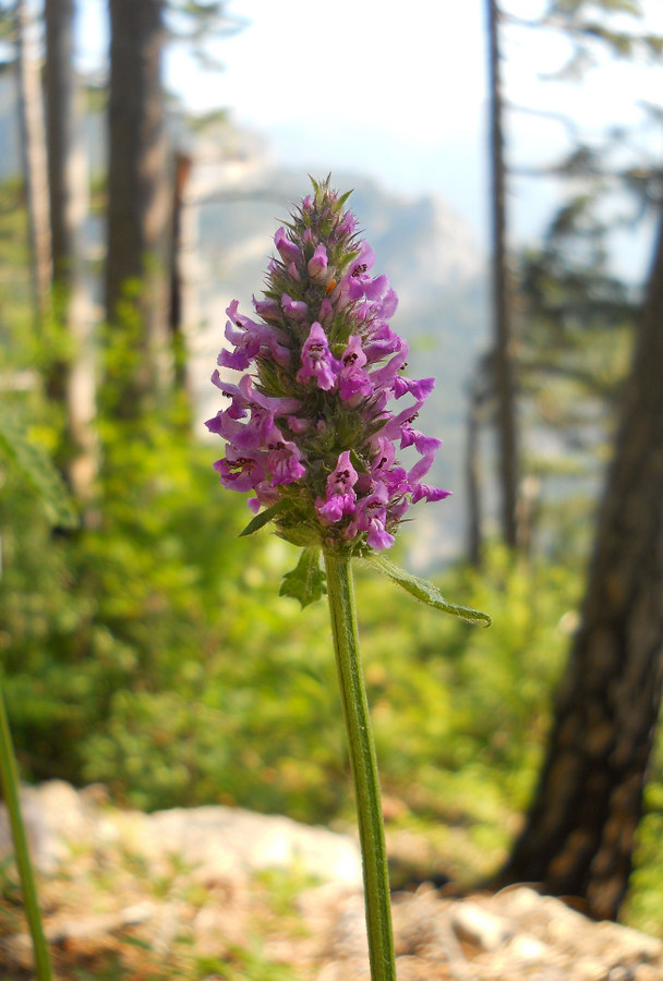 Изображение особи Betonica officinalis.