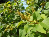 Syringa vulgaris