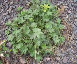 Potentilla intermedia. Плодоносящее растение. Курская обл., Железногорский р-н, р. Песочная, хвостохранилище МГОКа. 11 сентября 2007 г.