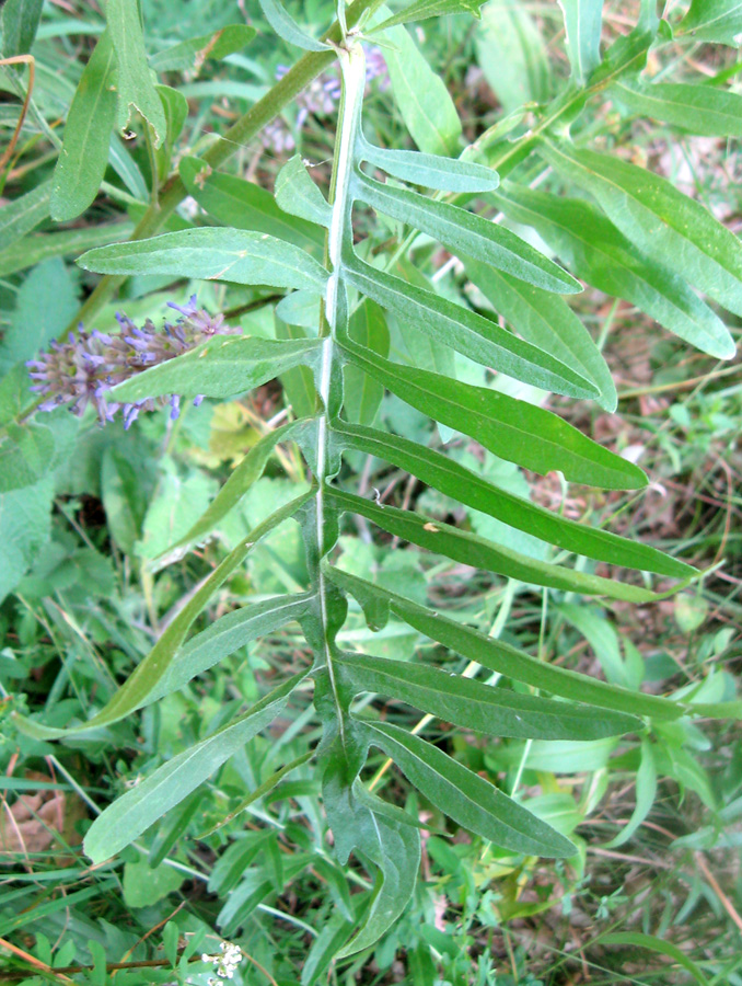 Изображение особи Centaurea apiculata.