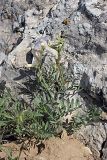 Vicia subvillosa. Цветущее растение. Южный Казахстан, горы Каракус. 20.04.2012.