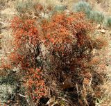 Ephedra procera