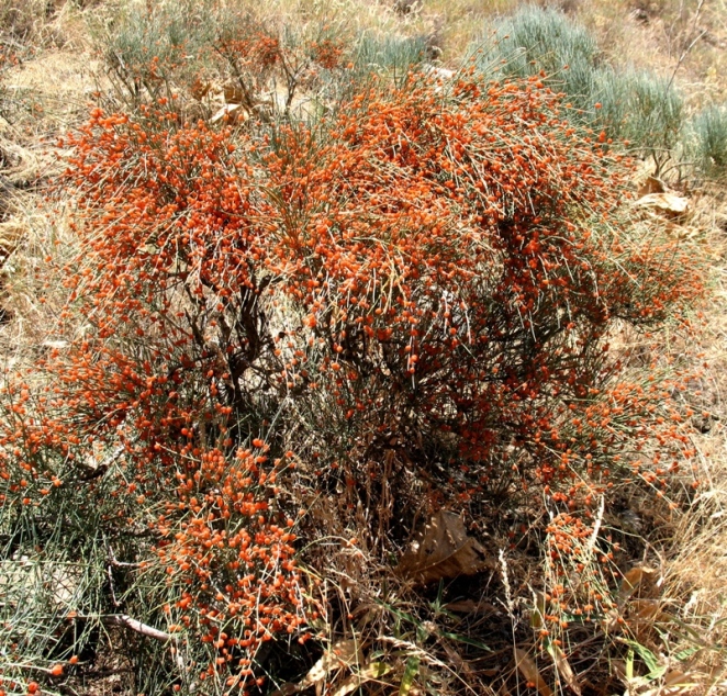 Image of Ephedra procera specimen.